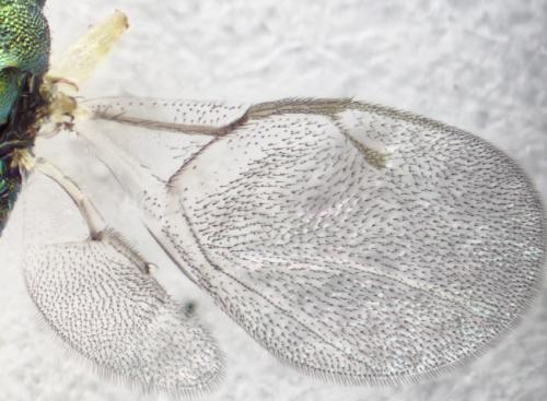 Mesopolobus sp.